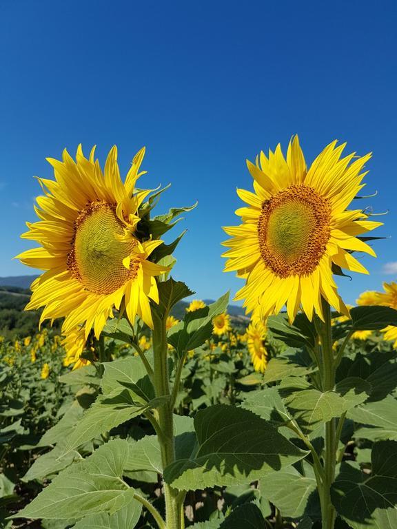 Agriturismo Il Catrino Ponteginori Exteriér fotografie