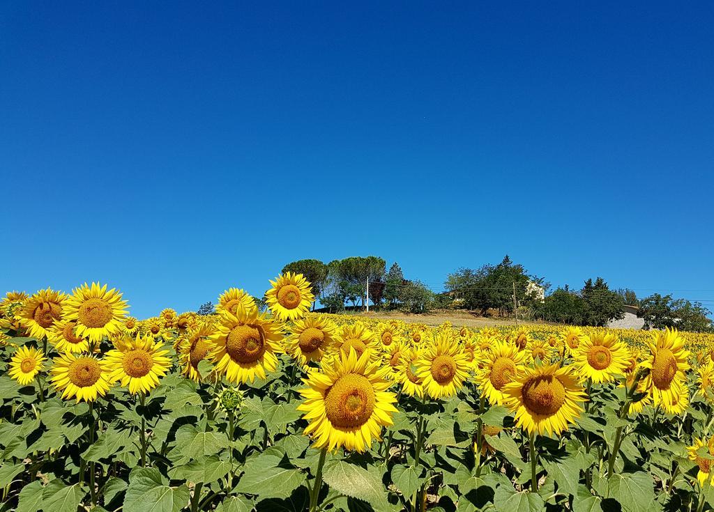 Agriturismo Il Catrino Ponteginori Exteriér fotografie